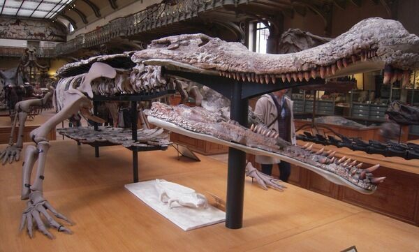 Sarcosuchus imperator cast on display — a glimpse of the massive “SuperCroc” that lived during the Early Cretaceous, far larger than any modern crocodilian.